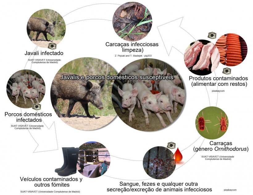 Figura 1. Rotas de transmissão do vírus da PSA, incluindo o contacto directo e indirecto com animais infecciosos, os seus produtos, excreções/secreções e/ou sangue, carcaças, diversos fómites contaminados e vectores biológicos (produção própria).